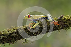 A Red-eyed tree frog, Agalychnis callidryas sitting on a mossy branch, Costa Rica