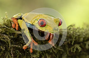 A Red-eyed tree frog, Agalychnis callidryas sitting on a mossy branch, Costa Rica