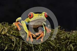 A Red-eyed tree frog, Agalychnis callidryas sitting on a mossy branch, Costa Rica