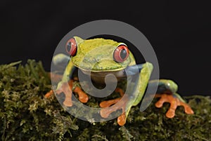 A Red-eyed tree frog, Agalychnis callidryas sitting on a mossy branch, Costa Rica