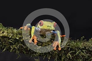 A Red-eyed tree frog, Agalychnis callidryas sitting on a mossy branch, Costa Rica