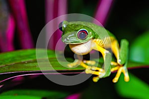 Red-Eyed Tree Frog (Agalychnis callidryas) sitting near side of a leaf, taken in Costa Rica