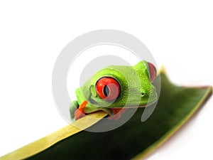 Red eyed tree frog (88), agalychnis callidryas