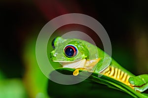 Red-Eyed Tree Frog (Agalychnis callidryas) sitting on top of a leaf, taken in Costa Rica