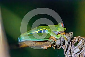 Red-eyed tree frog (Agalychnis callidryas) in Tortuguero National Park at night (Costa Rica)