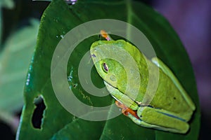 Red-eyed tree frog (Agalychnis callidryas) in Tortuguero National Park at night (Costa Rica)