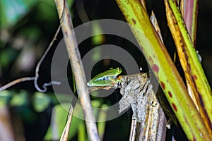 Red-eyed tree frog (Agalychnis callidryas) in Tortuguero National Park at night (Costa Rica)