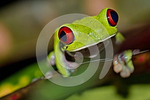 Red-eyed Tree Frog, Agalychnis callidryas, Tropical Rainforest, Corcovado National Park