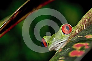 Red-eyed Tree Frog, Agalychnis callidryas, Tropical Rainforest, Corcovado National Park