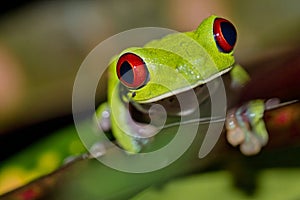 Red-eyed Tree Frog, Agalychnis callidryas, Tropical Rainforest, Corcovado National Park photo