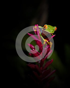 Red eyed tree frog Agalychnis callidryas in the wild in Costa Rica