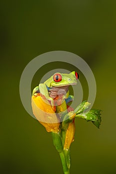 Red eyed tree frog  agalychnis callidryas  yellow mimosa  the Amazon area amazon