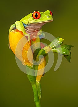 Red eyed tree frog  agalychnis callidryas  yellow mimosa  the Amazon area amazon