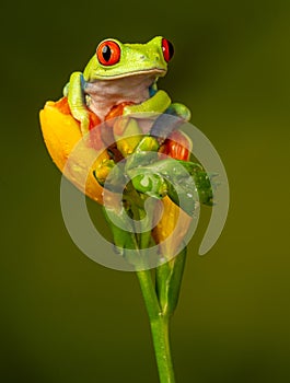 Red eyed tree frog  agalychnis callidryas  yellow mimosa  the Amazon area amazon