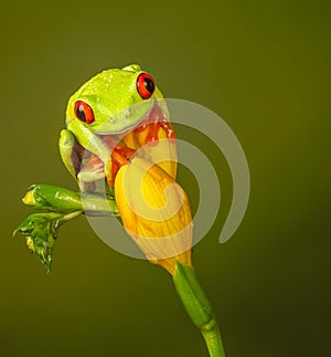 Red eyed tree frog  agalychnis callidryas  yellow mimosa  the Amazon area amazon