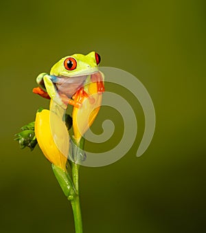 Red eyed tree frog  agalychnis callidryas  yellow mimosa  the Amazon area amazon