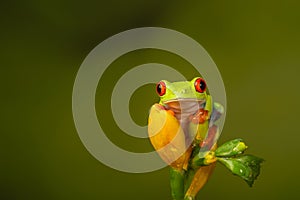 Red eyed tree frog  agalychnis callidryas  yellow mimosa  the Amazon area amazon