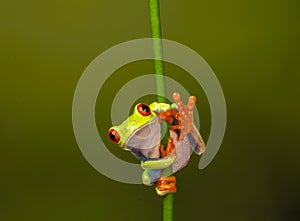 Red eyed tree frog  agalychnis callidryas  yellow mimosa  the Amazon area amazon