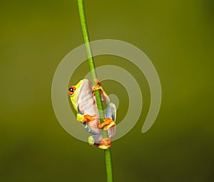 Red eyed tree frog  agalychnis callidryas  yellow mimosa  the Amazon area amazon