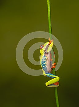 Red eyed tree frog  agalychnis callidryas  yellow mimosa  the Amazon area amazon