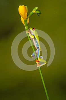 Red eyed tree frog  agalychnis callidryas  yellow mimosa  the Amazon area amazon