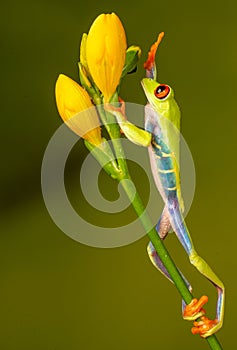 Red eyed tree frog  agalychnis callidryas  yellow mimosa  the Amazon area amazon