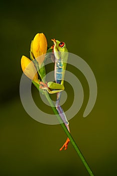 Red eyed tree frog  agalychnis callidryas  yellow mimosa  the Amazon area amazon