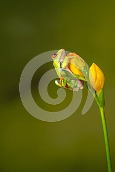 Red eyed tree frog  agalychnis callidryas  yellow mimosa  the Amazon area amazon