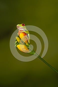 Red eyed tree frog  agalychnis callidryas  yellow mimosa  the Amazon area amazon