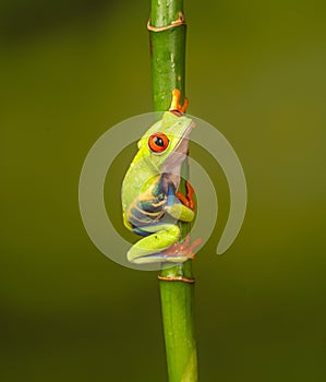 Red eyed tree frog  agalychnis callidryas  yellow mimosa  the Amazon area amazon