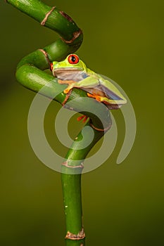 Red eyed tree frog  agalychnis callidryas  yellow mimosa  the Amazon area amazon