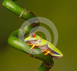 Red eyed tree frog  agalychnis callidryas  yellow mimosa  the Amazon area amazon