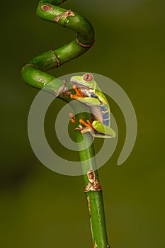 Red eyed tree frog  agalychnis callidryas  yellow mimosa  the Amazon area amazon