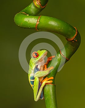 Red eyed tree frog  agalychnis callidryas  yellow mimosa  the Amazon area amazon