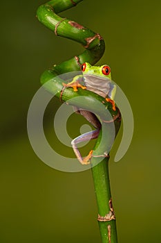 Red eyed tree frog  agalychnis callidryas  yellow mimosa  the Amazon area amazon