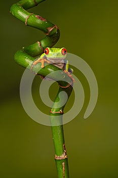 Red eyed tree frog  agalychnis callidryas  yellow mimosa  the Amazon area amazon