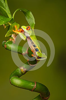 Red eyed tree frog  agalychnis callidryas  yellow mimosa  the Amazon area amazon