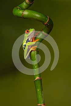 Red eyed tree frog  agalychnis callidryas  yellow mimosa  the Amazon area amazon