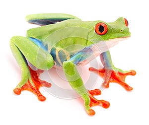 Red eyed tree frog, Agalychnis callydrias