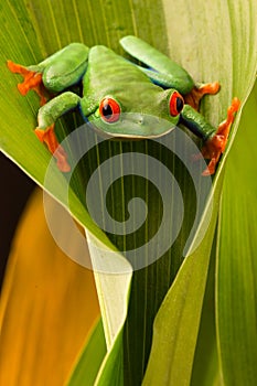 Red eyed tree frog, Agalychnis callydrias