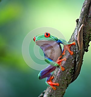 Red eyed tree frog, Agalychnis callydrias