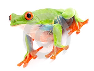 Red eyed tree frog Agalychnis callydrias isolated on white