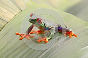 Red eyed tree frog, or Agalychnis callydrias a small beautiful amphibian
