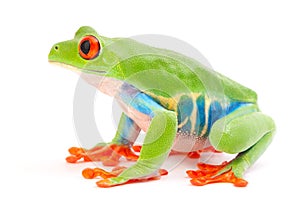 Red eyed tree frog, Agalychnis callydrias from the tropical rain forest