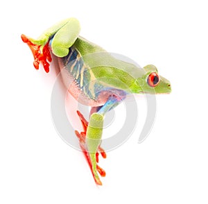 Red eyed tree frog Agalychnis callydrias