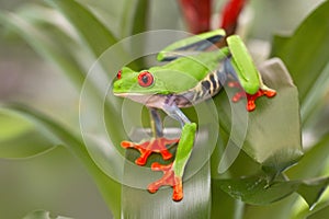 Red eyed tree frog, Agalychnis callydrias from the tropical rain forest