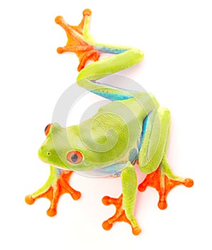 Red eyed tree frog an animal with vibrant eyes