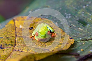 Red-eyed tree frog in Arenal Volcano National Park (Costa Rica)