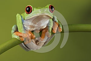 Red Eyed Tree Frog on Bamboo