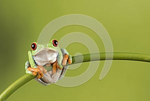 Red Eyed Tree Frog on Bamboo